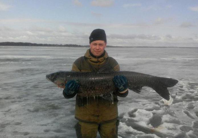 львовские пруды рыбалка отзывы 2016 