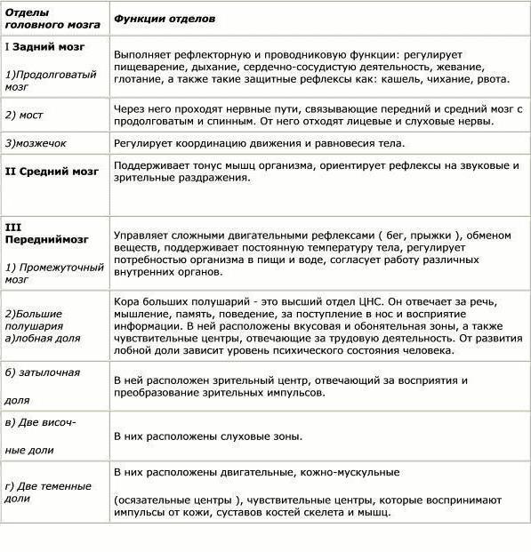 Используя обозначения рисунка заполните таблицу отделы головного мозга