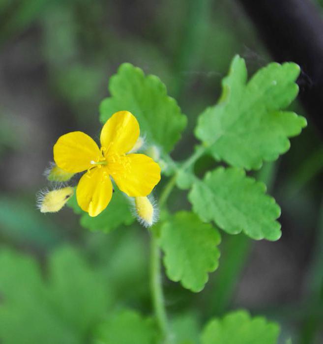 when to harvest celandine grass