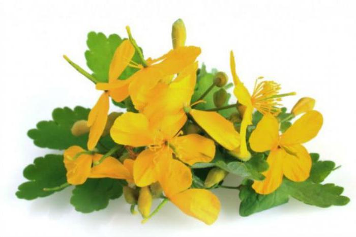 how to prepare celandine for the winter