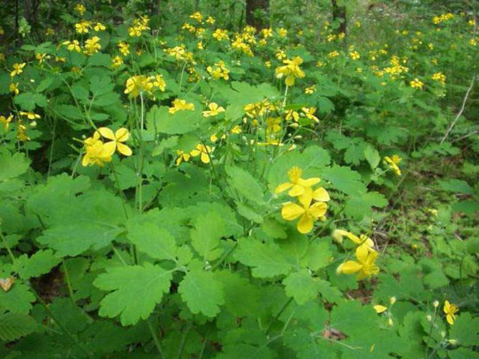 how to prepare celandine