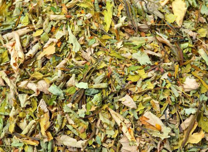 how to prepare celandine for treatment