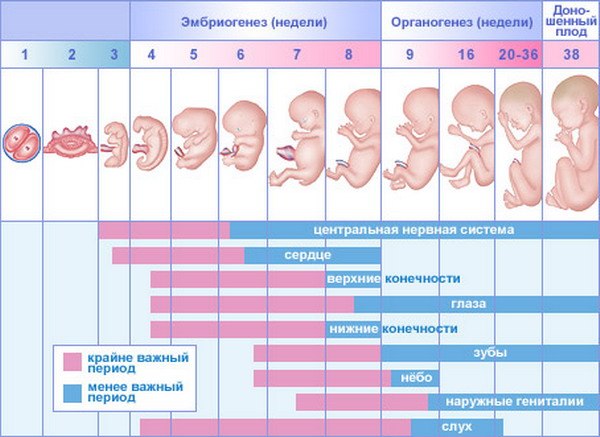Формирование эмбриона