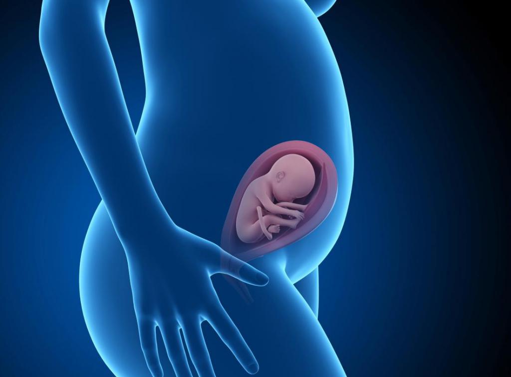 Формирование эмбриона