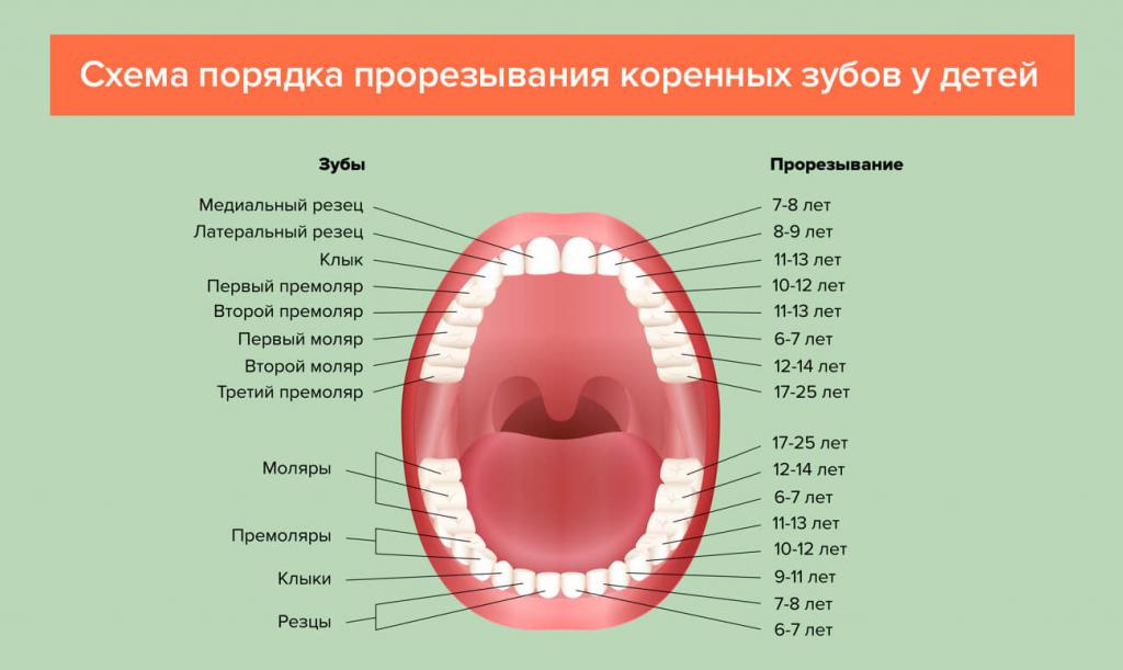 Схема выхода зубов у детей