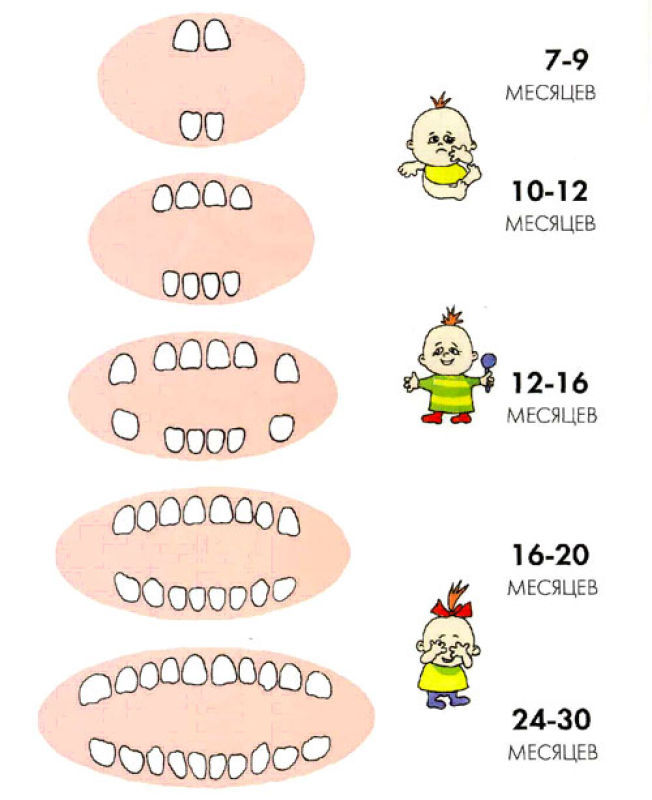 количество зубов по возрасту