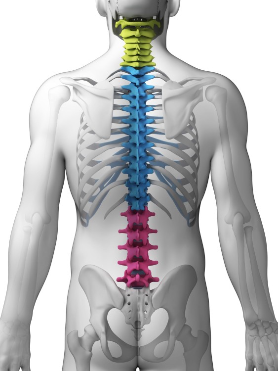 позвоночник человека