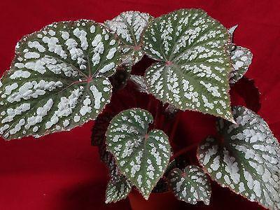 Passport houseplant begonia