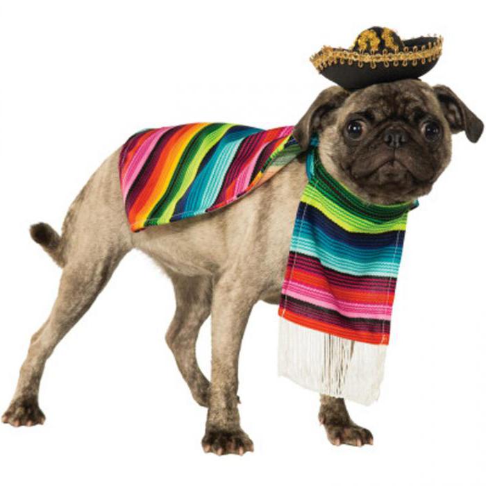 mexican epandos dog