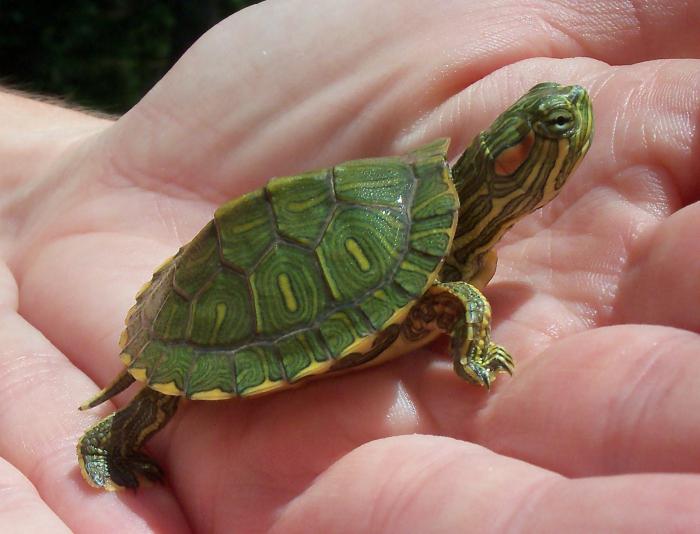 small-eared tortoise