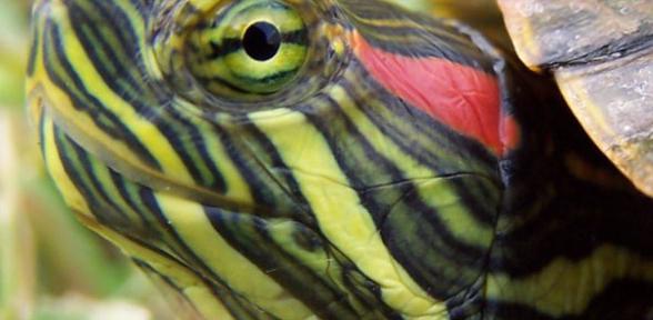 Red-eared turtle care water temperature