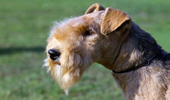 lakeland terrier photo