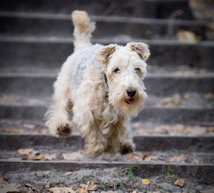 lakeland terrier breed description