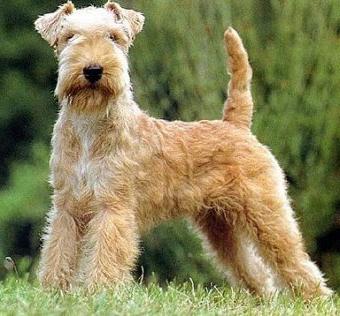 lakeland terriers