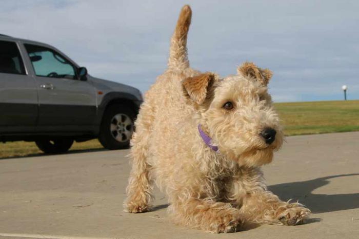 lakeland terrier reviews