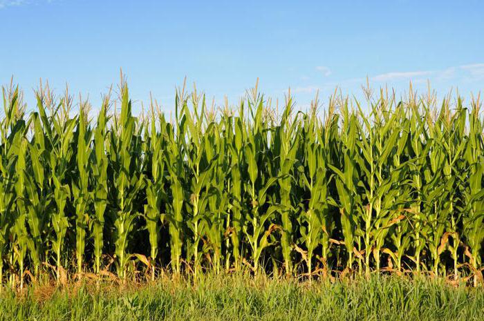 кукурузное поле 