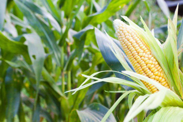 выращивание кукурузы в открытом грунте 