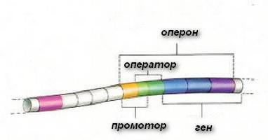 Схема строения оперона