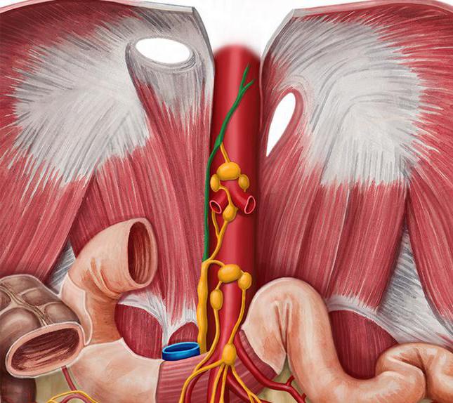 грудной проток анатомия 
