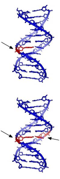 Разрыв цепи днк. Двунитевые разрывы ДНК рисунок. Однонитевые разрывы ДНК. Поврежденная структура ДНК. Одиночный разрыв ДНК.