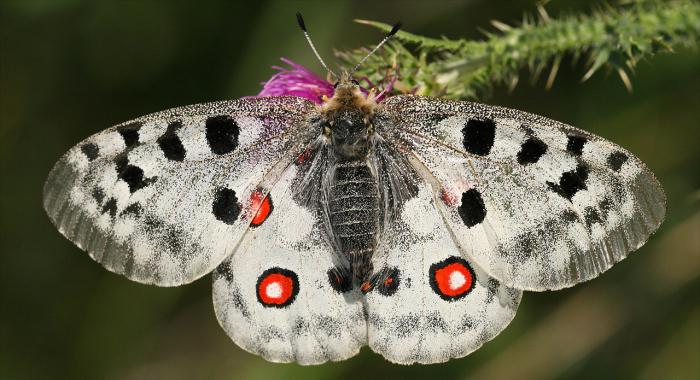 Бабочки подмосковья фото с названиями и описанием
