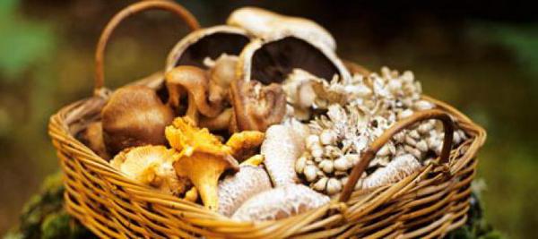 riddles about mushrooms for children with answers