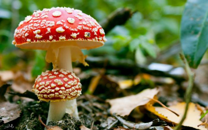 riddles about mushrooms for children with answers for grade 2