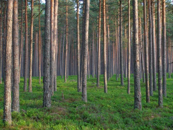 значение леса в природе и для человека