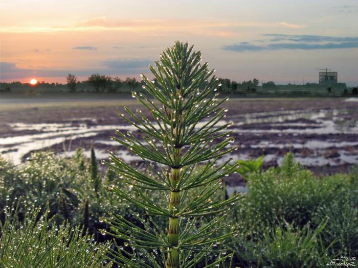 horsetails in human life