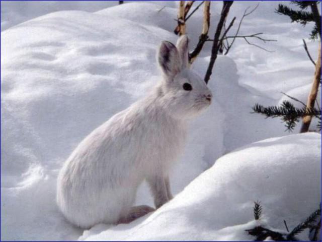 hare in the forest