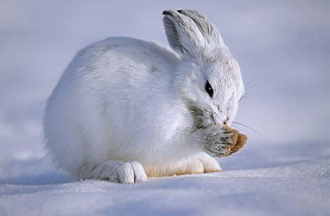 жизнь зайцев зимой