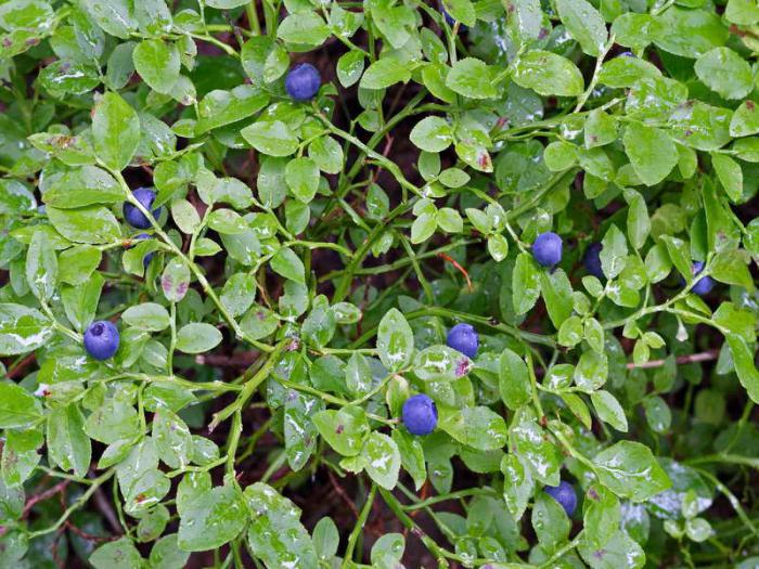 blueberries berry where it grows