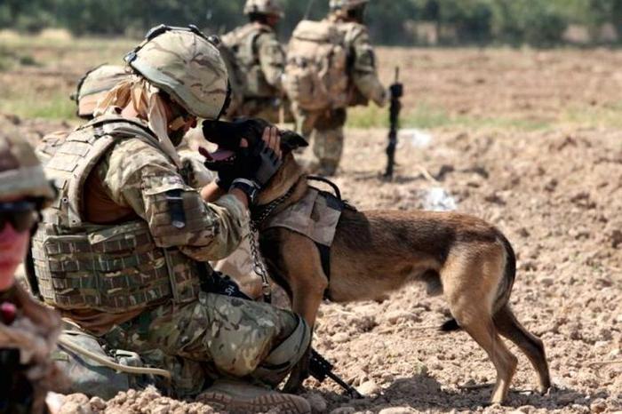 собаки на войне