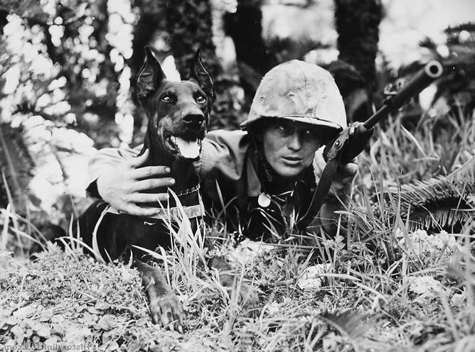 собаки герои великой отечественной войны