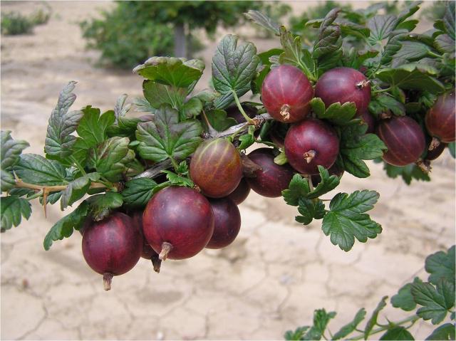 gooseberry prune description