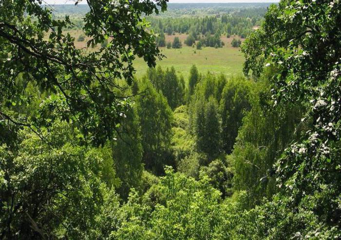 Полесский радиационно экологический заповедник фото