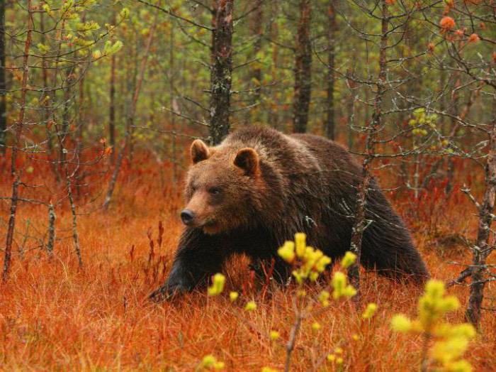 полесский радиационно экологический заповедник дата основания