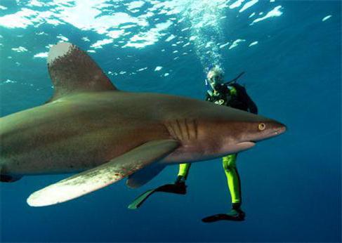 sharks maxi long-winged shark