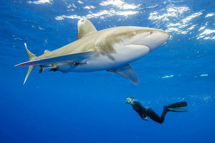 long-winged shark is