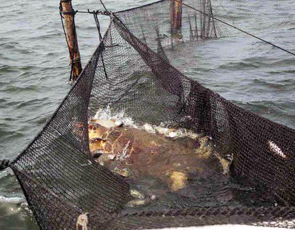 камбала морская ценная промысловая рыба