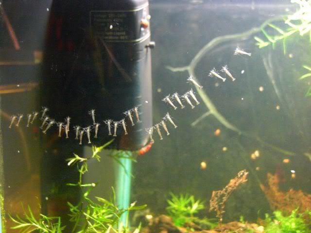 креветки фильтраторы в аквариуме
