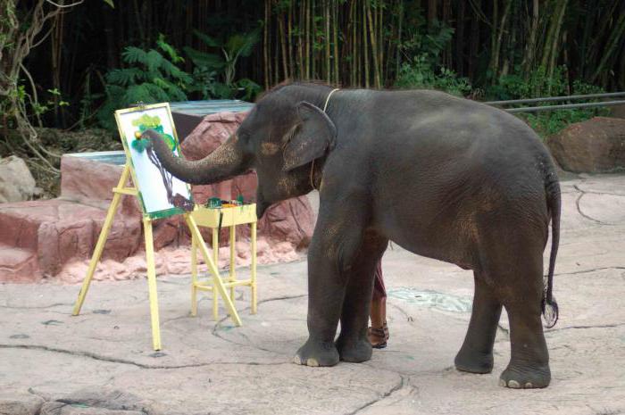 индийский или азиатский слон питание