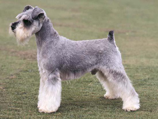 breed schnauzer description