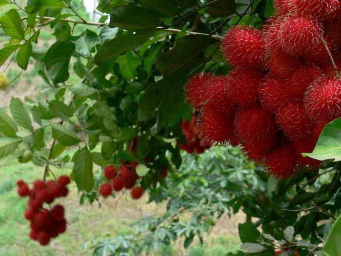 rambutan bone