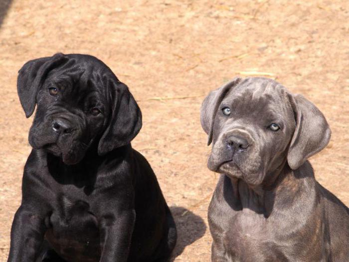 italian mastiff cane corso photo