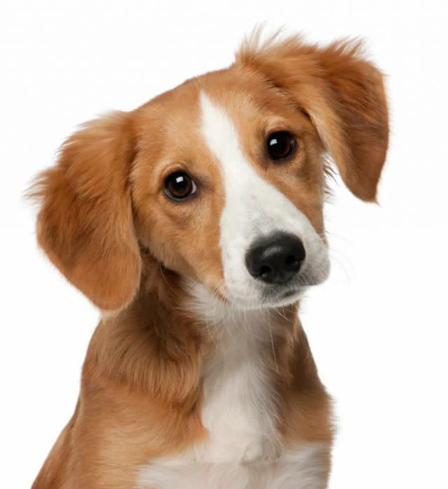 Как узнать породу собаки по фото онлайн бесплатно без регистрации