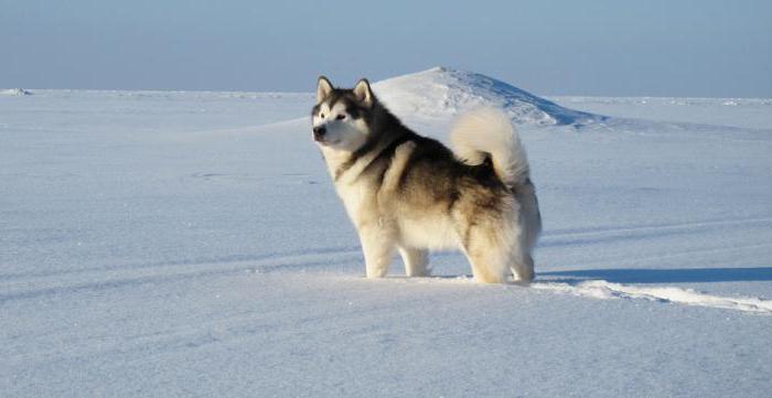 malamute alaskan reviews