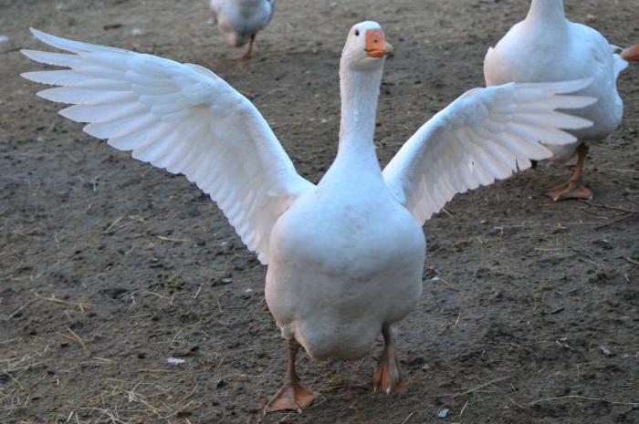 white geese