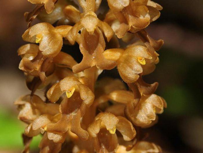 растение семейства орхидных