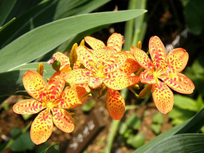 лесная орхидея любка двулистная